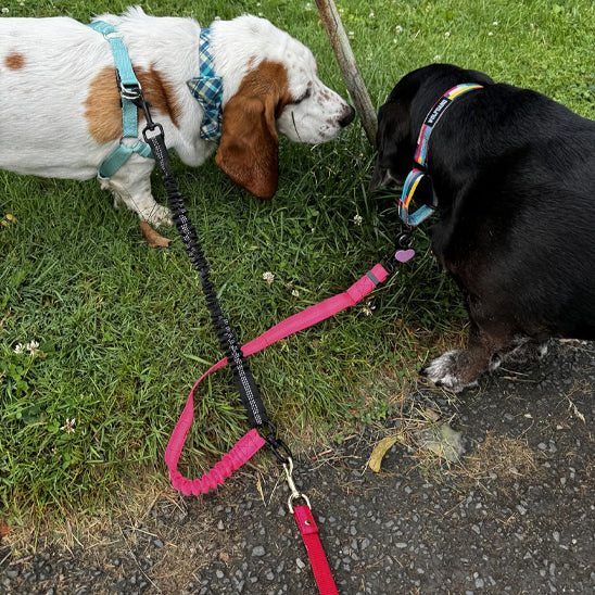 double laisse pour chien herbe