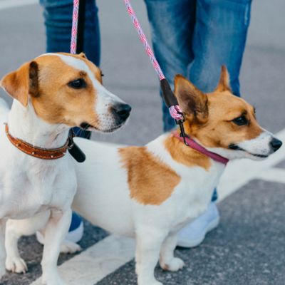 double laisse pour chien jumeau