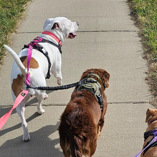 double laisse pour chien marche piste