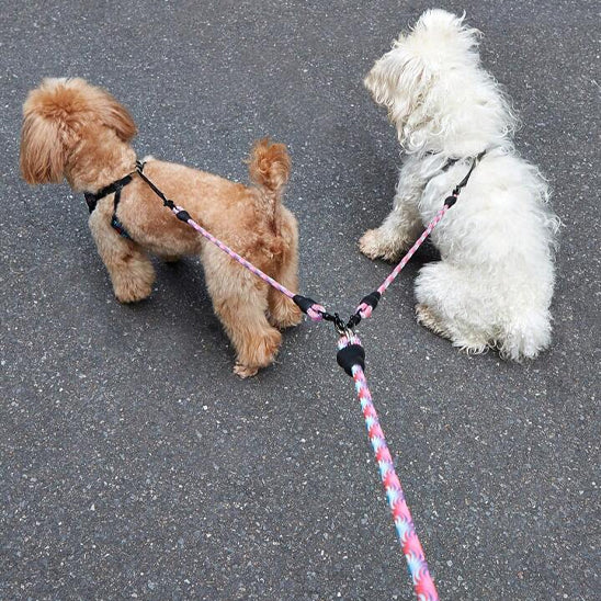 double laisse pour chien petit chien