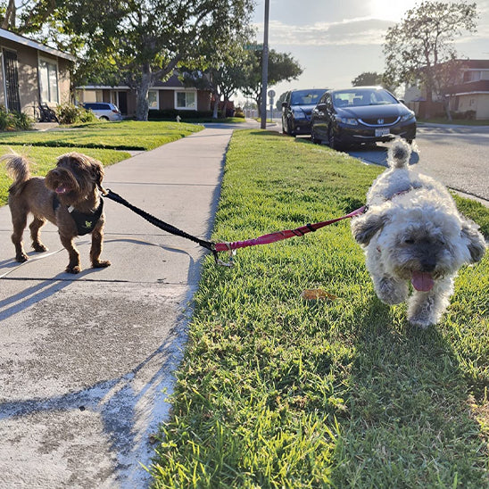 double laisse pour chien piste herbe
