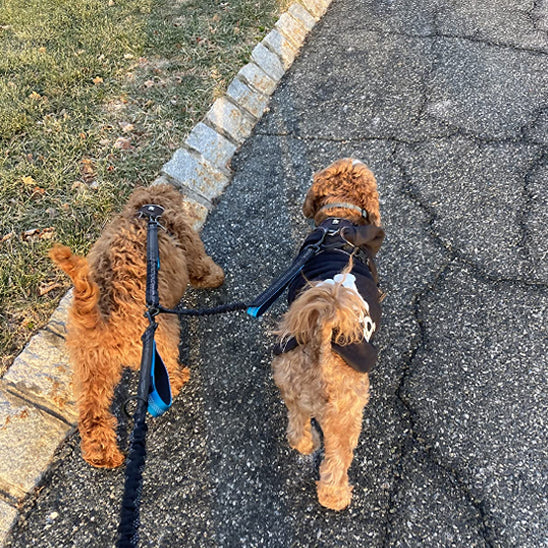 double laisse pour chien promene rue