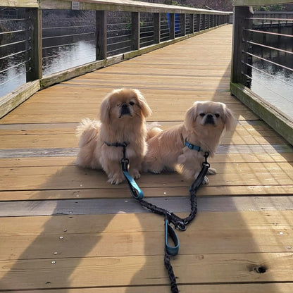 double laisse pour chien sur pont