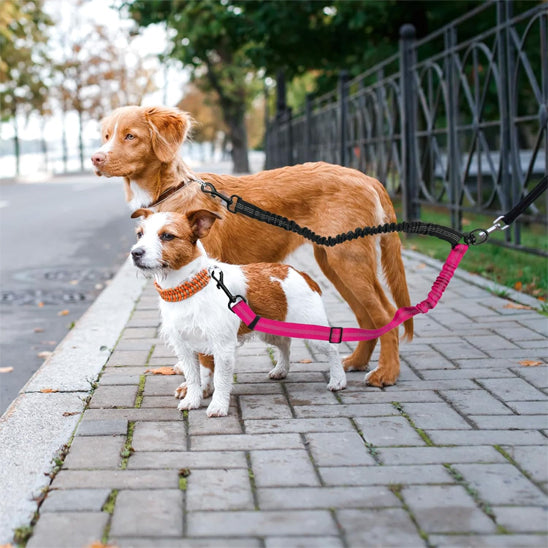 double laisse pour chien trottoir pave