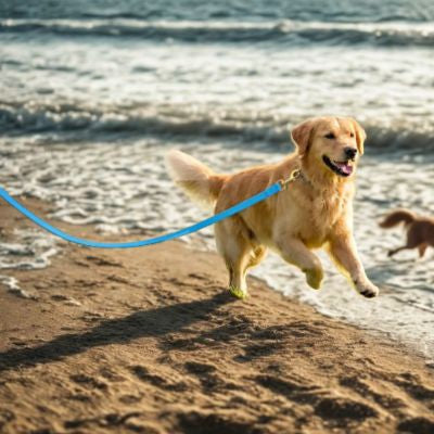 Elégante chien cour plage longe pour chien