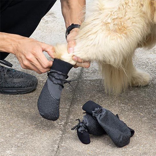 Enfilage des Chaussure Chien