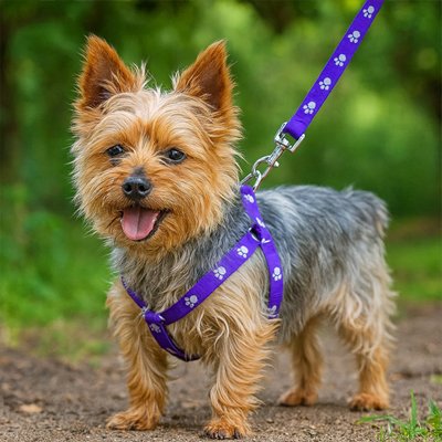 ensemble laisse harnais pour chien violet