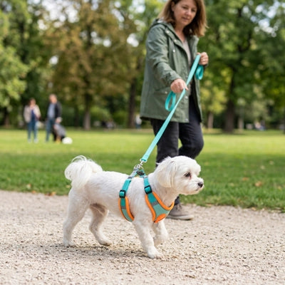Ergo léger chien balade harnais pour chien cyan
