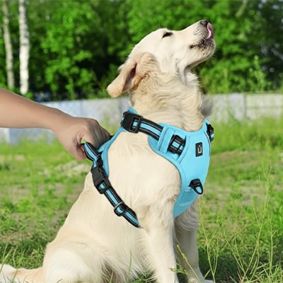 Ergo style harnais chien bleu