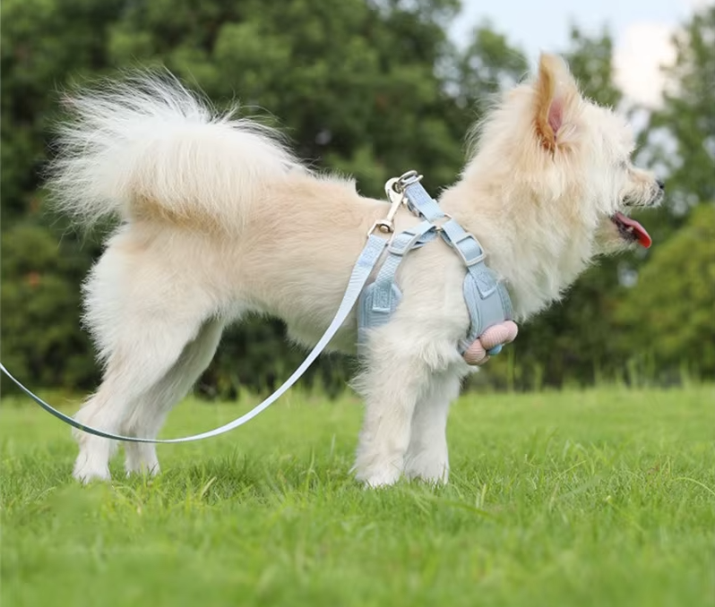 espace vert chien montre harnais pour petit chien