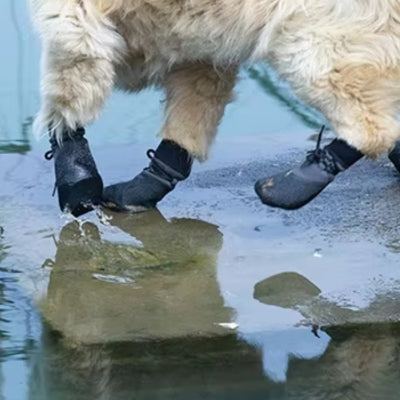 Excursion ruisseau chaussure chien