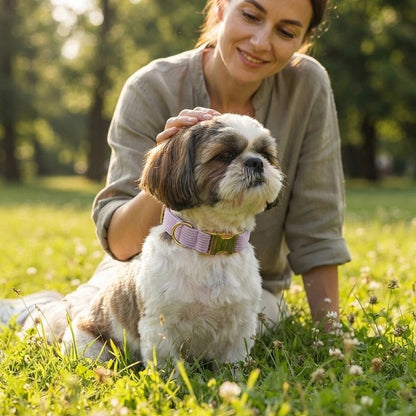 Femme et petit bichon dans un pré le bichon à Collier Chien