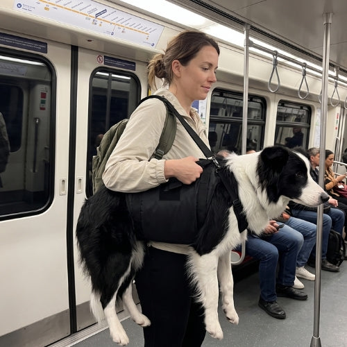 Femme transport en commun chien blesser harnais de levage chien