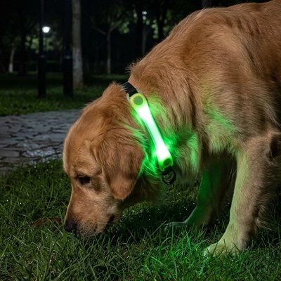 Flux Collier Chien lumineux le chien partie faire ces besoin naturel