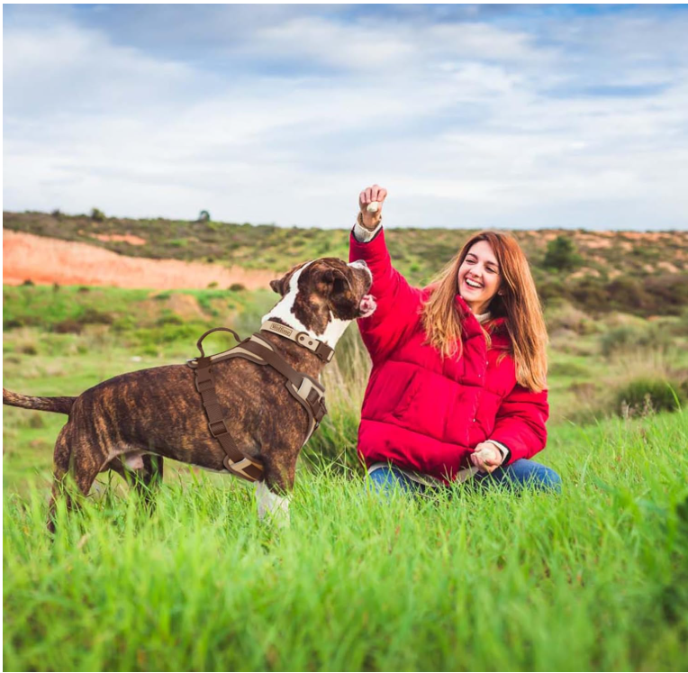 Gentle éducation harnais anti traction chien joue