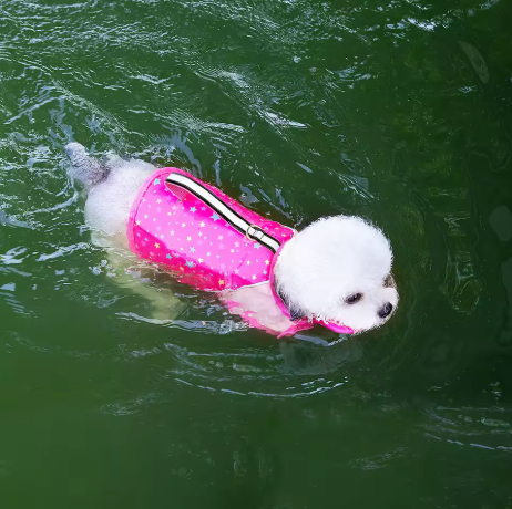 Gilet de flottaison pour chien en riviere