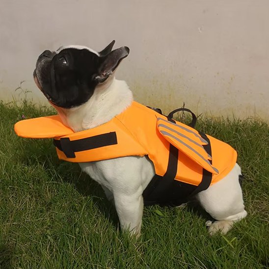 Gilet de sauvetage chien attend avec impatience pour baignade