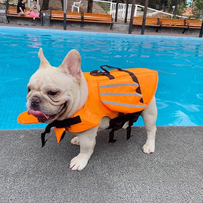 Gilet de sauvetage chien au bord de la piscine