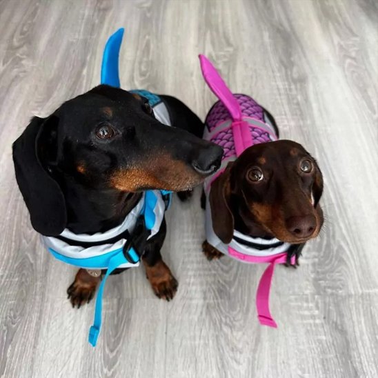 Gilet de sauvetage chien bleu et rose chiens patientes avant aller plage