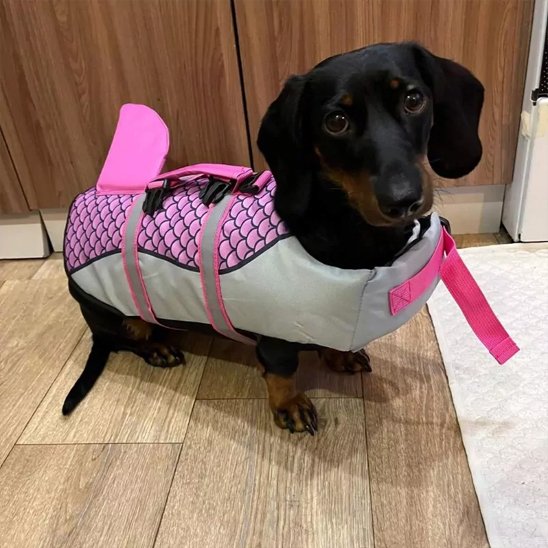 Gilet de sauvetage chien chien prêt à partir mer