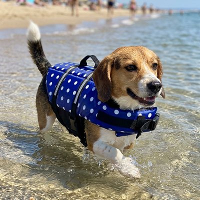 Gilet de sauvetage Chien de sécurité maximum