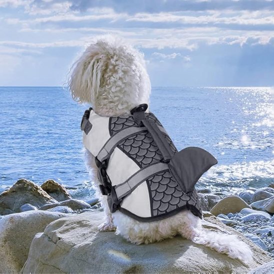 Gilet de sauvetage chien gris chien assis sur rocher et regarde mer