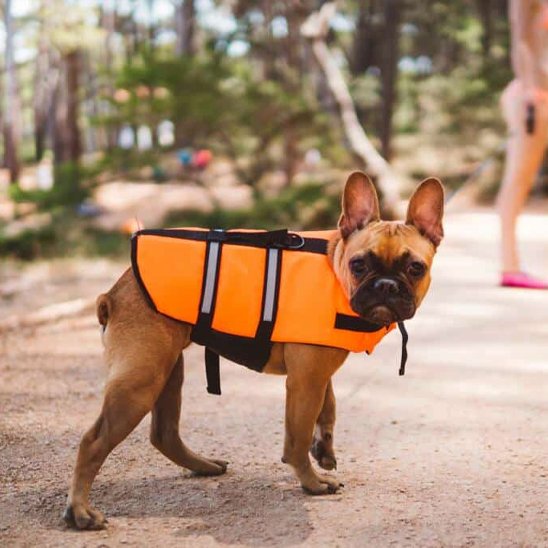 Gilet de sauvetage Chien orange