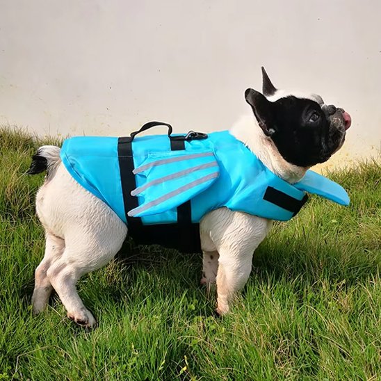 Gilet de sauvetage chien proche du lac