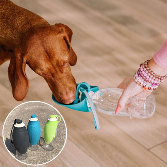 Gourde chien couleurs