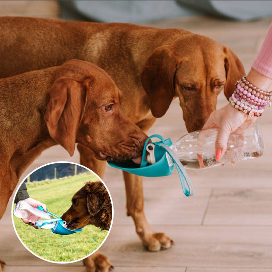 Gourde chien pratique chien boie