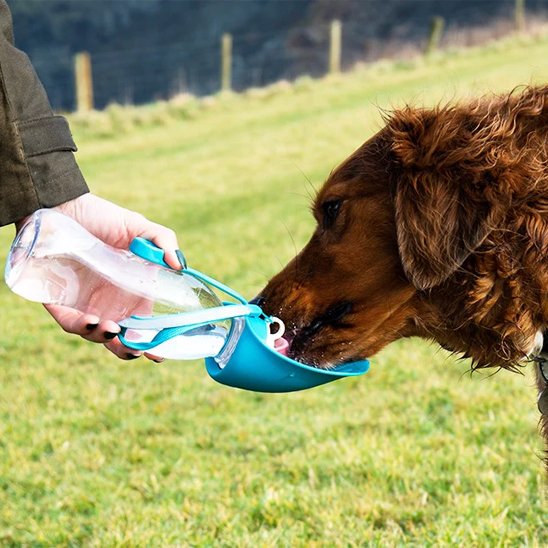 Gourde chien promenade chien désaltère