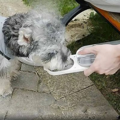 gourde portable pour petit chien désaltère promenade