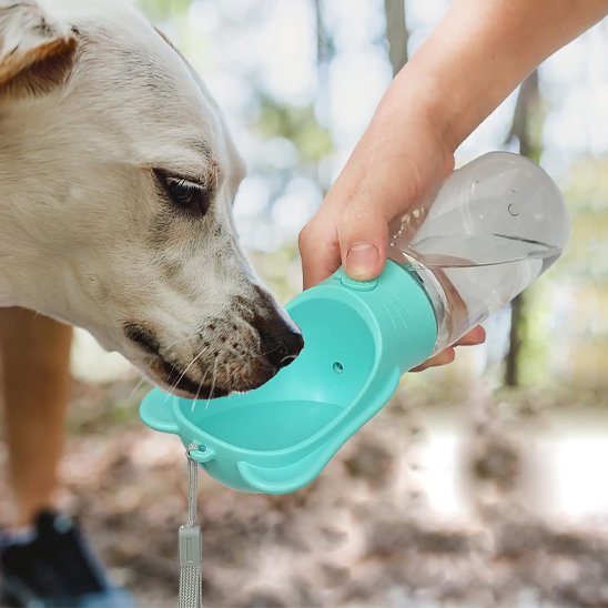 Gourde pour chien​ hydratation couleur vert