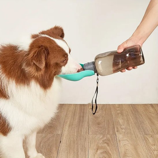 Gourde pour chien​ promenade