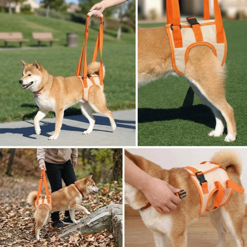 Gros plan sur harnais levage chien orange