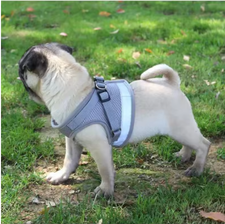 Harnais chien attache dorsale