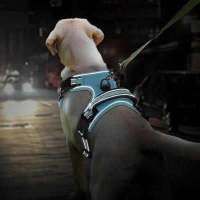 Harnais chien bleu réfléchissant 