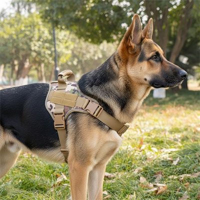 Harnais chien d'entraînement tactique