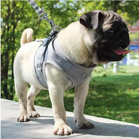 Harnais chien ergonomique gris