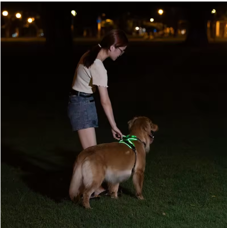 Harnais chien lumineux promène nuit