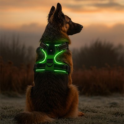 Harnais chien lumineux vert