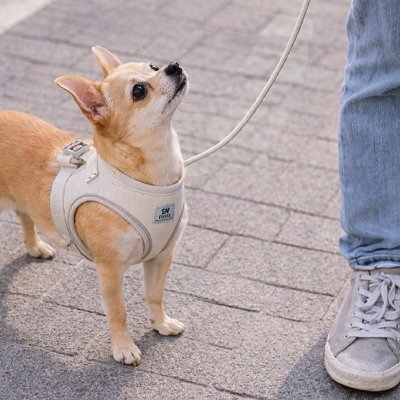 Harnais chiot à dégagement rapide beige