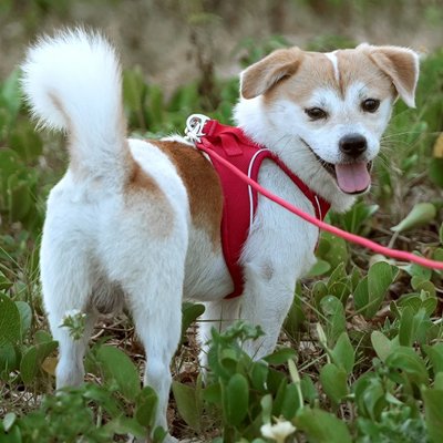 Harnais chiot anti traction