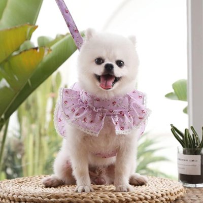 harnais petit chien floral violet