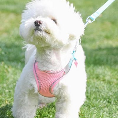 Harnais petit chien rose bleu