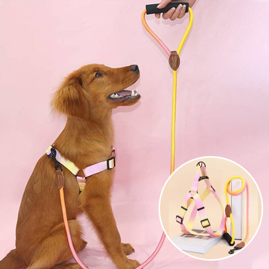 harnais pour chien degrade jaune