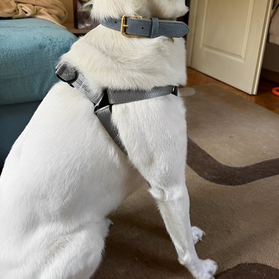 harnais pour chien gris