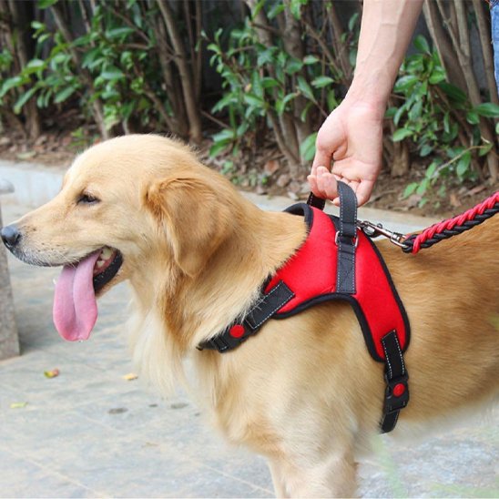 harnais pour chien poignee