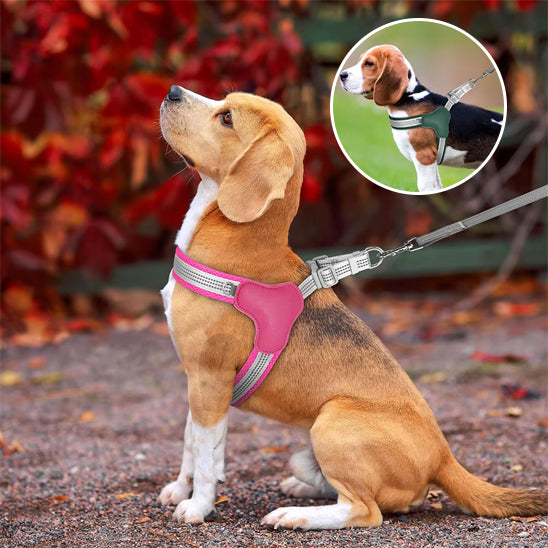 harnais pour chien presentation