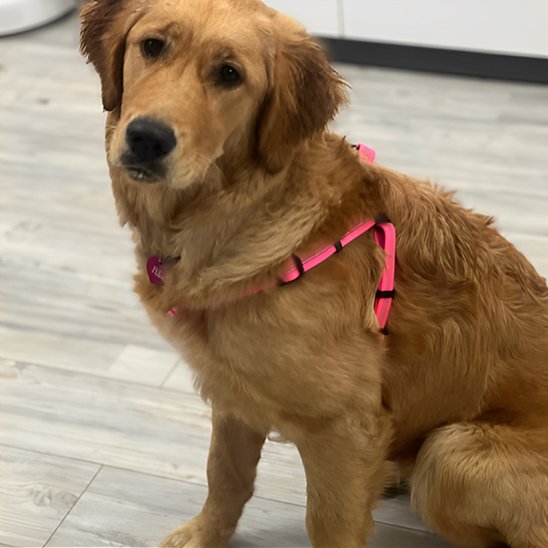 harnais pour chien rose